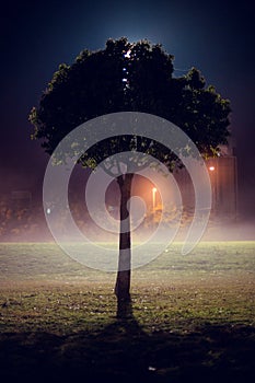 Vertical shot of a single tree in the park at night