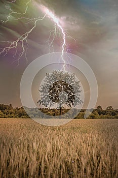 Vertical shot of a single tree in a wheat field under a dark stormy sky with lightning