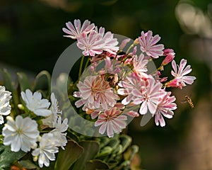 Vertical shot of siskiyou lewisia flowers with blurred background