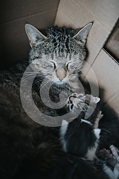 Vertical shot of a sleeping cat with its new born baby cat in a  box