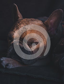 Vertical shot of a sleepy pug on a couch