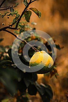 Vertical shot of slowly growing yellow tangerine hanging on its branches photo