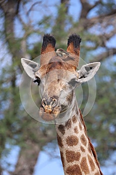 Vertical shot of a small bird on a giraffe head in the nature