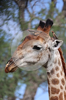 Vertical shot of a small bird on a giraffe head in the nature