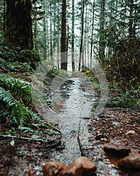 Vertical shot of a small creek flowing through a forest in Port Alberni photo