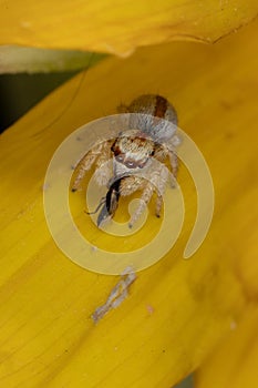 Vertical shot of a small evarcha jumping spider perched on a yellow flower
