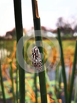 Vertical shot of a small hyperolius riggenbachi frog on a green grass