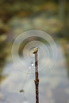 Vertical shot of a small insect on a thin stick