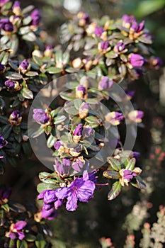 Vertical shot of small purple flowers during daytime