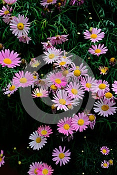 Vertical shot of small Pyrethrum flowers in the green grass under sunlight