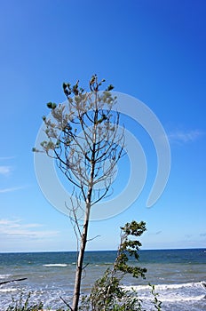 Vertical shot of a small tree in front of the coast in Ustronie Morskie, Poland