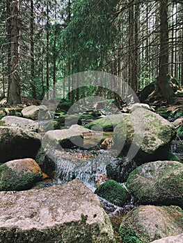 Vertical shot of a small water cascade in the woods