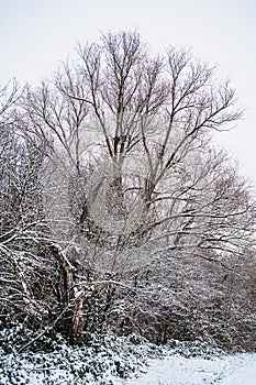 Vertical shot of snow-covered bare tree branches