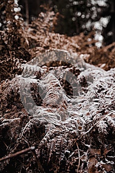 Vertical shot of snow-covered dried fern leaves during winter.