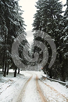 Vertical shot of a snowy road way through fir or pine forest in winter.