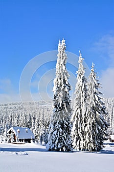 Vertical shot of snowy spruce trees and a rural house in a beautiful winter forest