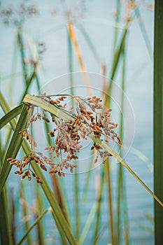 Vertical shot of Softstem bulrush plant against a blurred background