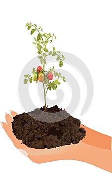 Vertical shot of soil and a cherry tomato tree