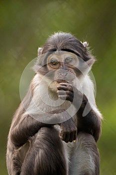 Vertical shot of a sooty mangabey on a blurred background