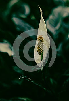 Vertical shot of a Spathiphyllum wallisii flower with a blurred background