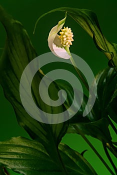 Vertical shot of a spathiphyllum wallisii flower with green leaves