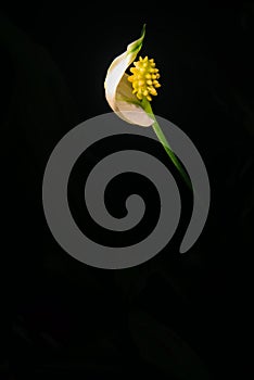 Vertical shot of a spathiphyllum wallisii flower isolated on a black background