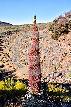 Vertical shot of specimens of endemic red in Tenerife, Teide National Park Canary Islands in Spain