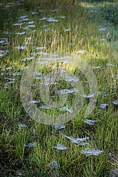 Vertical shot of spider webs on green grass in a field on a sunny summer day