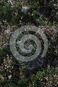 Vertical shot of spider webs on plants