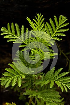 Vertical shot of Spinulose woodfern growth on black background photo