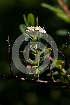 Vertical shot of a Spiraea hypericifolia flower with its stem