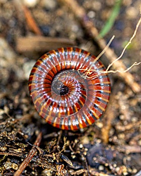 Vertical shot of a spirostreptus on the grass in a field with a blurry background photo
