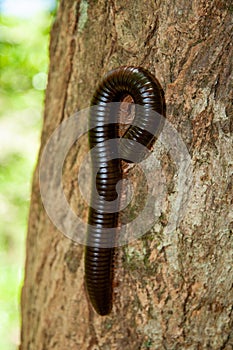 Vertical shot of a Spirostreptus millipede on a tree bark background photo
