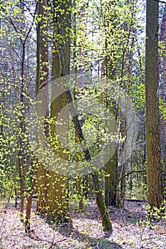 Vertical shot. Spring coniferous forest. Landscape.
