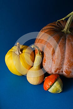 Vertical shot of squashes and pumpkins on a blue surfa