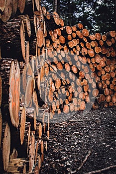 Vertical shot of a stack of chopped tree logs