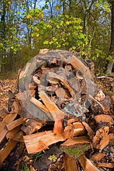 Vertical shot of a stack of firewood in a forest