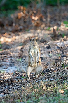 Vertical shot of the standing squirrel in the forest