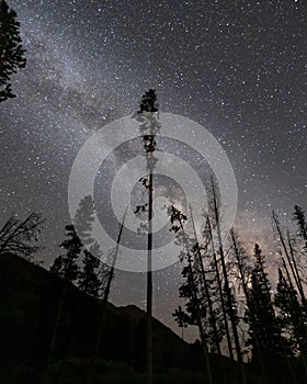 Vertical shot of the starry night sky over the evergreen forest