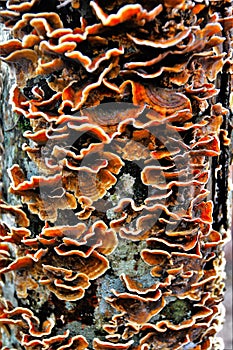 Vertical shot of the Stereum tree mushroom photo