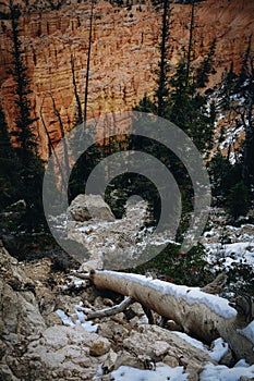 Vertical shot of the stone formation and trees in Bryce Canyon National Park, Utah, USA