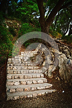 Vertical shot of stone stairs near an old tree in a forest