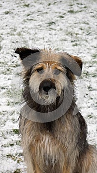 Vertical shot of a stray dog looking at the camera on background of snowy grass