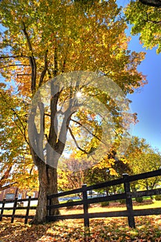 Vertical shot of the sun rays penetrating through the yellow autumn trees