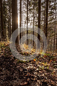 Vertical shot of the sun shining in a beautiful autumn forest in Baden-Wurtemberg, Germany