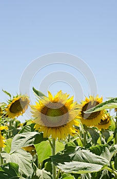 Vertical shot of sunflowers growing in a field on a sunny day