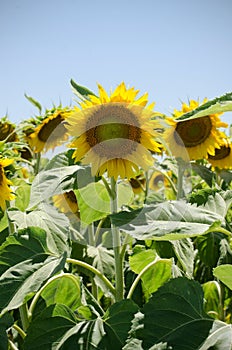 Vertical shot of sunflowers growing in a field on a sunny day