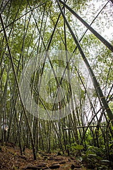 Vertical shot of tall Guadua bamboos in a green forest