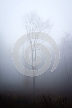 Vertical shot of tall leafless trees in a forest covered with dense fog on Inovec Mountain, Slovakia