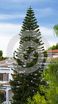 Vertical shot of a tall pine tree on a clear sky background